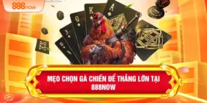 Mẹo Chọn Gà Chiến Để Thắng Lớn Tại 888Now