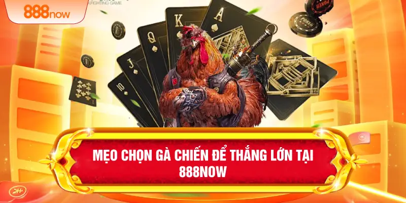 Mẹo Chọn Gà Chiến Để Thắng Lớn Tại 888Now