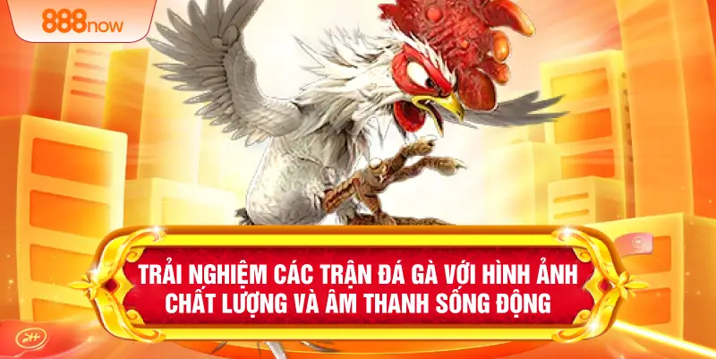 Trải nghiệm các trận đá gà với hình ảnh chất lượng và âm thanh sống động